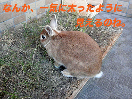 P1120578のコピー