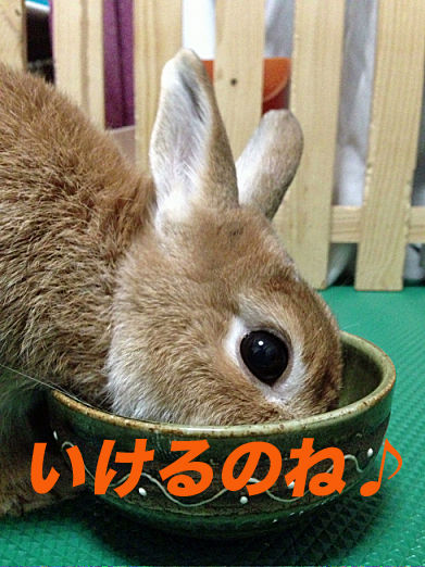 55のコピー