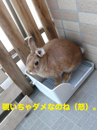 P1060529のコピー