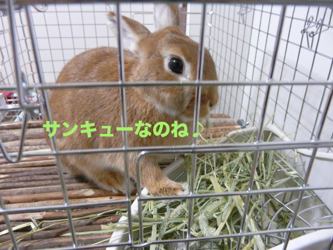 P1020874¤Î¥³¥Ô¡¼
