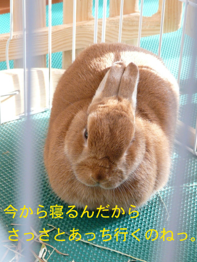 P1070777¤Î¥³¥Ô¡¼