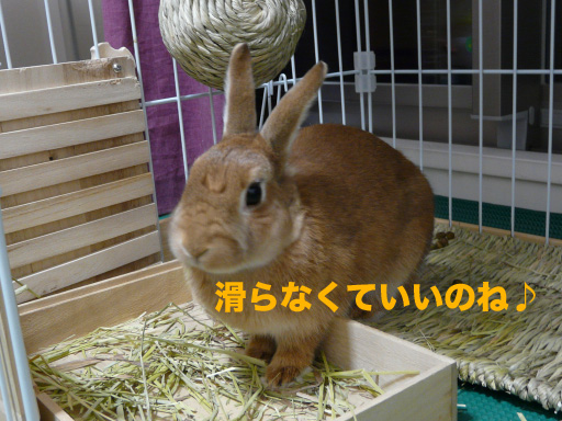 P1090026のコピー