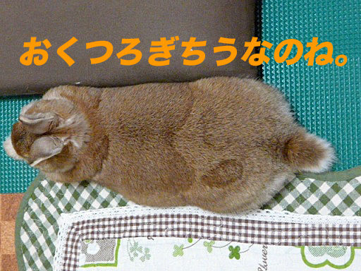 P1140915のコピ