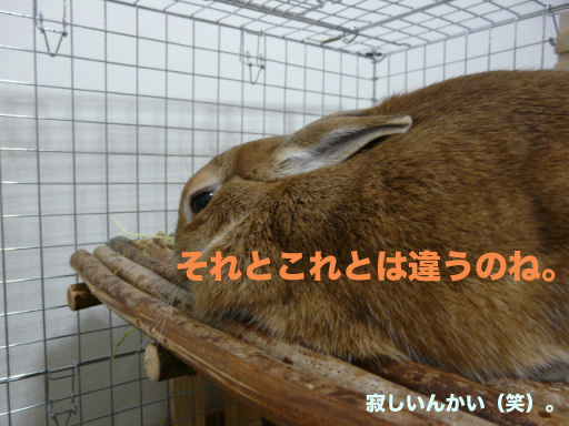 P1090851のコピー