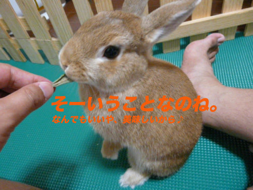P1110790のコピー