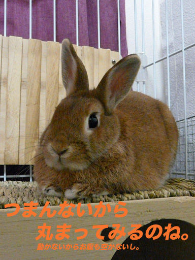 P1110857のコピー