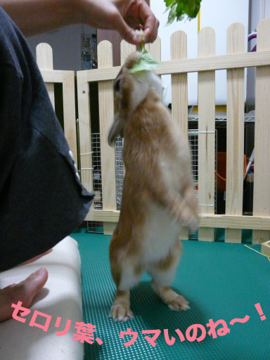 P1050213のコピー