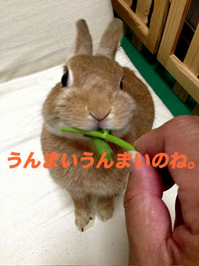 IMG_4468のコピー