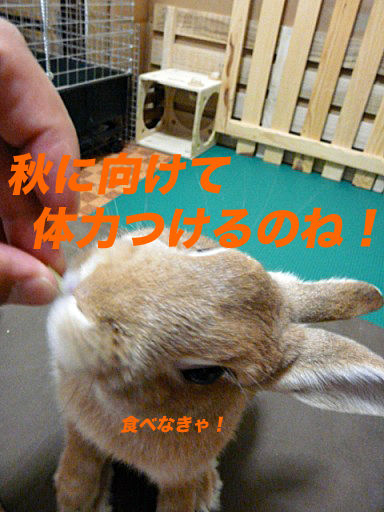 P1140479のコピ