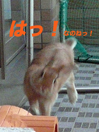 P1120594のコピー