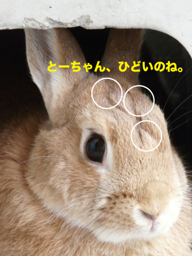 P1060550のコピー