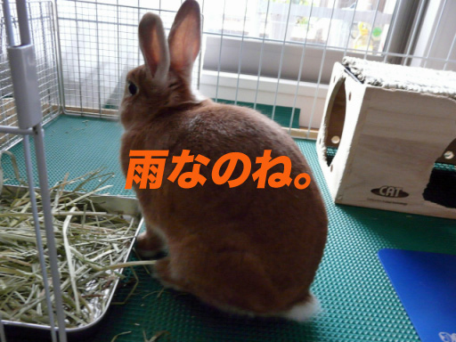 P1100197のコピー