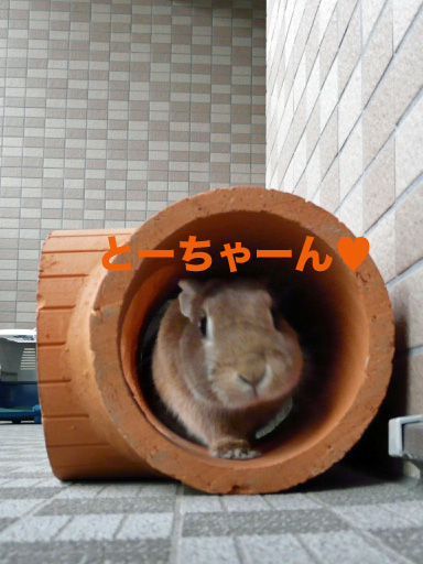 P1090880のコピー