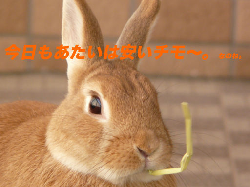 P1130940のコピ