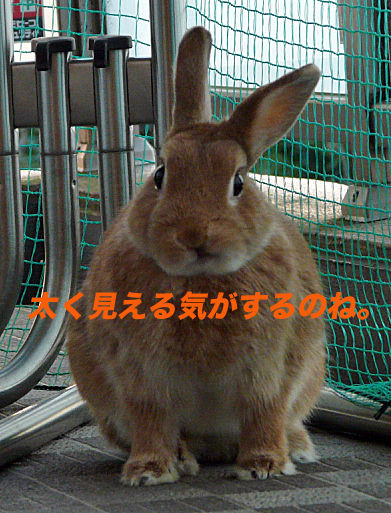 P1160073のコピー