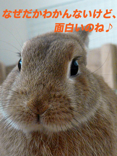 P1120563のコピー
