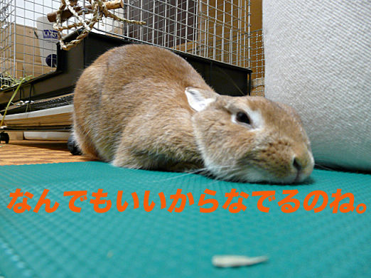 P1150602¤Î¥³¥Ô¡¼