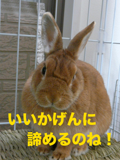 P1080622のコピー