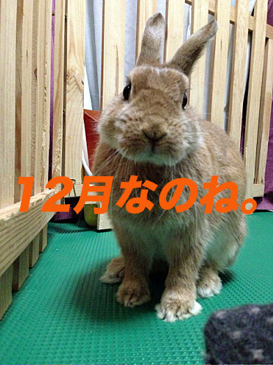 53のコピー