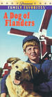 A dog of Flanders
