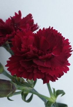 carnation5