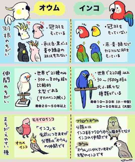 innkoumu