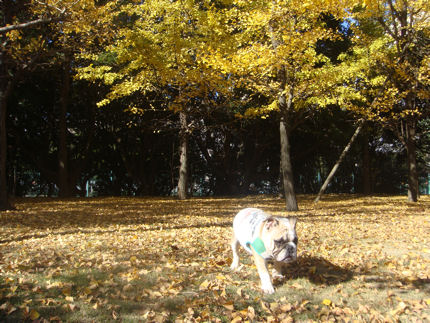 2008120103