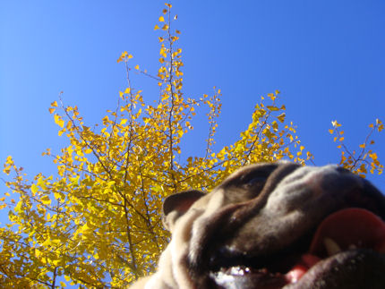 2008120101