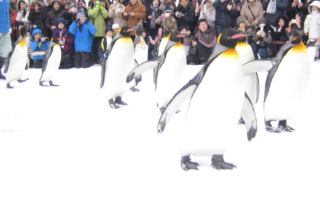 �ڥ󥮥󤯤�ιԿʣ�