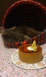 14cake