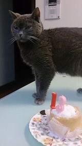 titan-cake