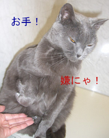BlogPaint