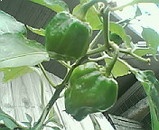 20050709142839.jpg