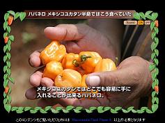 habanero