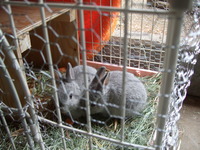 2012こウサギ_002