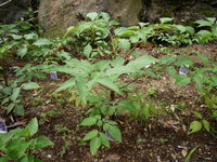 P1060526