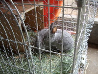 2012こウサギ_001