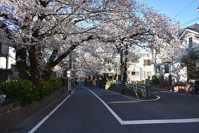 東京の桜 桜坂 東京都田園調布本町 コスモのフォトアルバム