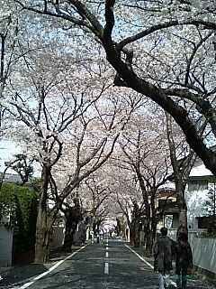 2006sakuramaturi65.jpg