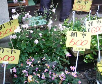 midori-hikifune hana.jpg