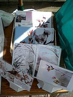 2006sakuramaturi18.jpg