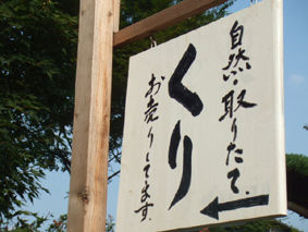 midori kuri2