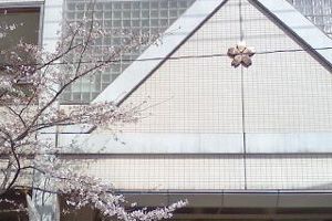 080325sakura_04.jpg