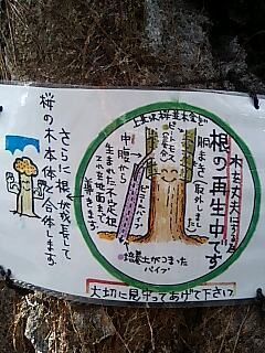 2006sakuramaturi72.jpg