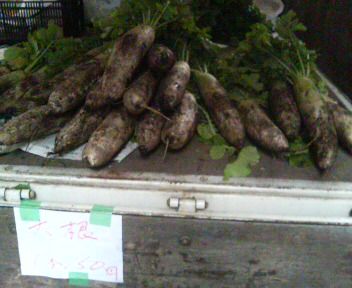 midori-azumadaikon.jpg