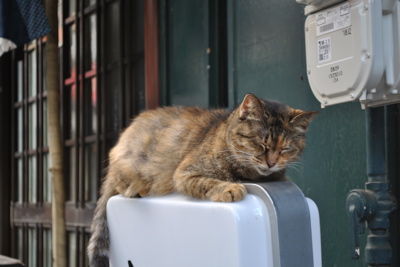 neko3.jpg
