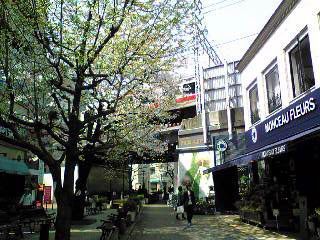 SAKURA2007a.jpg