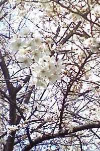 080325sakura_02.jpg