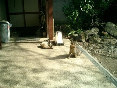 猫でした