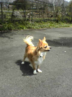 ドッグラン